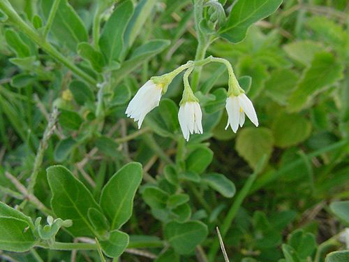 Salpichroa origanifolia